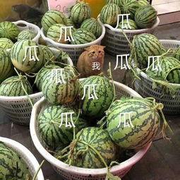 娱乐吃瓜最新瓜,神秘事件引发热议，真相即将揭晓！  第2张