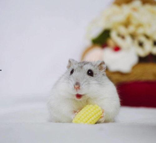 娱乐吃瓜酱仓鼠过生日