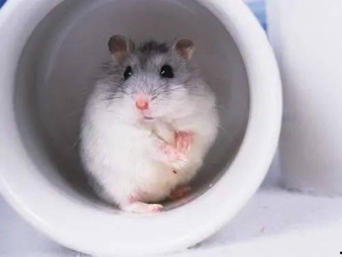 娱乐吃瓜酱仓鼠过生日  第2张